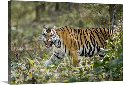Bengal Tiger Panthera Tigris Tigris In A Forest Bandhavgarh National