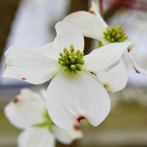 Virginia State Flower White Dogwood Photograph By M E Fine Art America