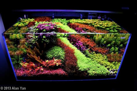 While aquascapes are usually freshwater environments, there are also saltwater designs. 2013 AGA Aquascaping Contest - #513 | Aquarium, Aquascape ...