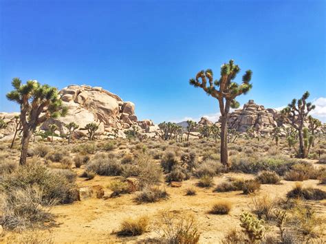Lost Horse Mine Hike In Joshua Tree National Park • Foodie Loves Fitness