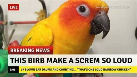 Pin On Bird Memes