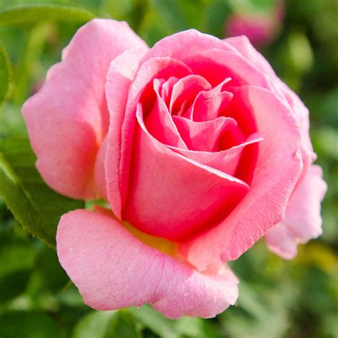 Buy Tiffany Hybrid Tea Rose Sun Perennials Sale Brecks