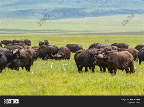 African Buffalo Herd Image And Photo Free Trial Bigstock