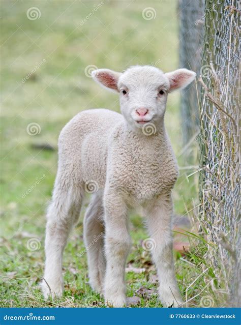 Cute Baby Lamb Stock Image Image Of Cute Farm Beautiful 7760633