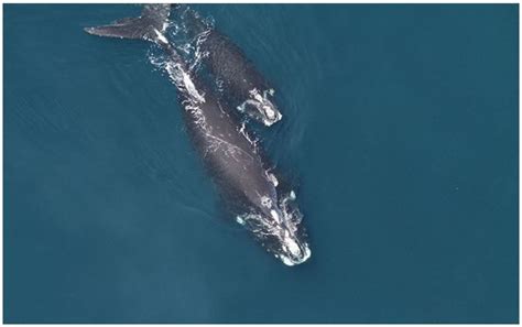 Maritime Association Of Sc North Atlantic Right Whale Migration Sector Charleston Sc