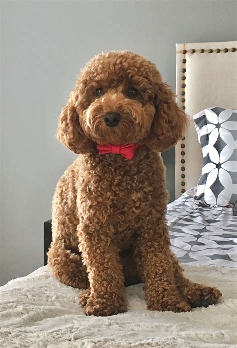 Red Poodle Puppies Red Miniature Poodle Gemoy Puppie