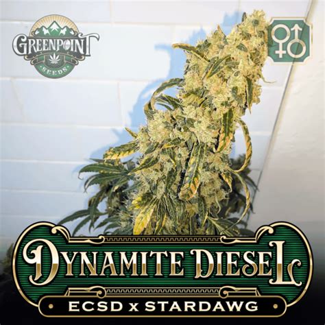 Dynamite Diesel Seeds Ecsd X Stardawg Strain Greenpoint Seeds