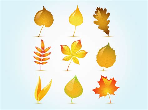 Glossy Autumn Leaf Vectors Vector Art And Graphics