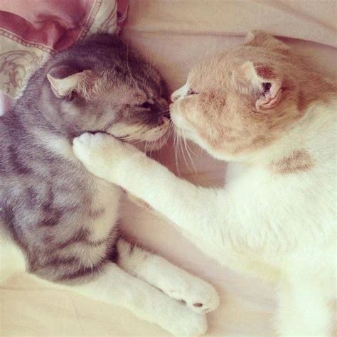 Kitty Kisses