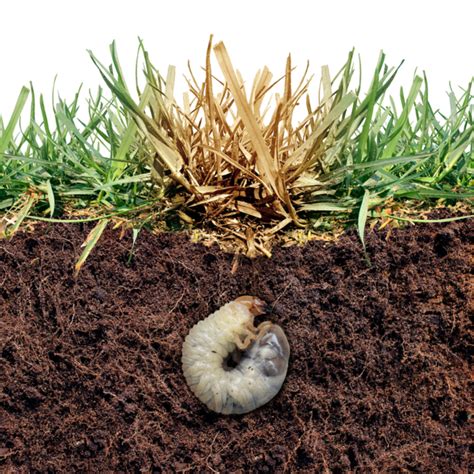 What Are Grubs And Why You Need Grub Control Lawns 4 U