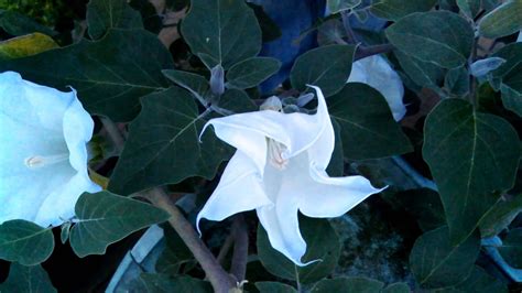 Moonflower Plant Bloom Opening In Real Time Youtube