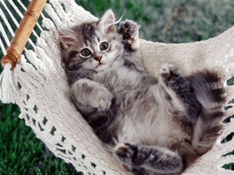 Cute Kittens 100 Pics