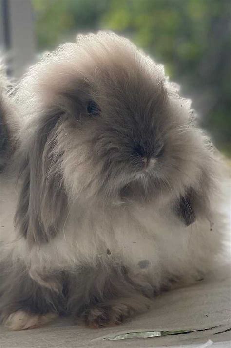 7 Best Rare Rabbit Breeds With Pictures