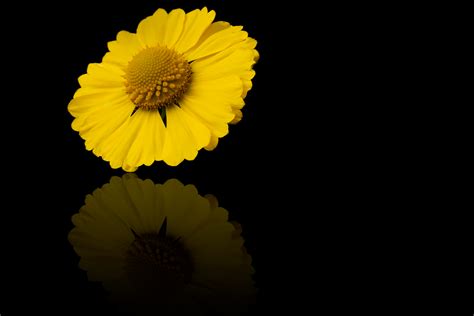 Yellow Flower Black Background Free Stock Photo Public Domain Pictures
