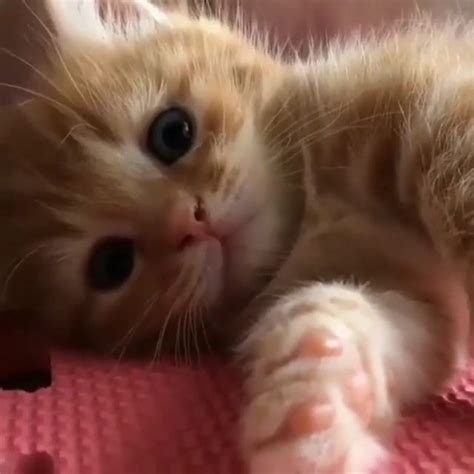 Sweet Cats On Instagram “so Cute ️ ️ ️😺😺😺 Follow Cutestcatss For