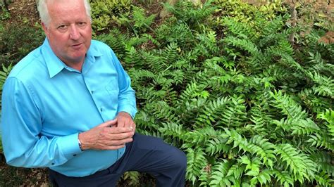 That's because the fronds sport leaflets with sawtooth edges and a glossy, deep green, leathery appearance. Plant Features: Holly Fern - YouTube