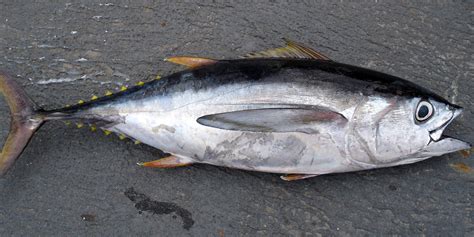 Free Images Fishing Vertebrate Bonito Milkfish Meeresbewohner