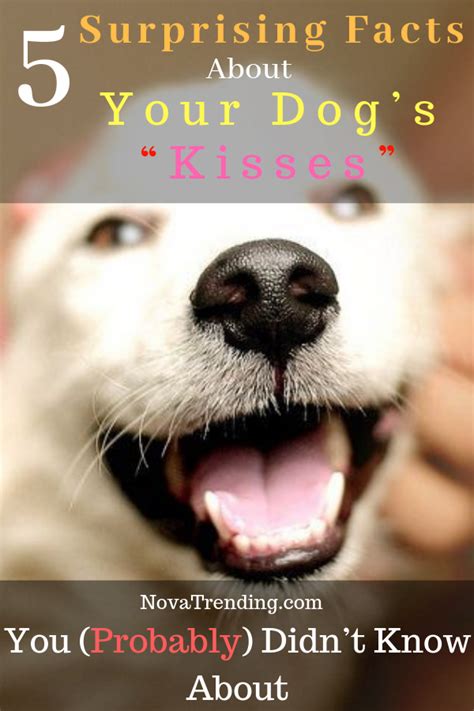 5 Surprising Facts About Dog Kisses You Probably Didnt Know About