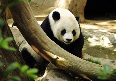 Study Human Activities Caused Shifts And Declines In Panda Population