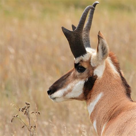 How To Judging A Pronghorn Antelope Buck In The Field The Best And