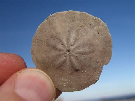 Spotting Sand Dollars In Long Branch Nj Nature On The Edge Of New