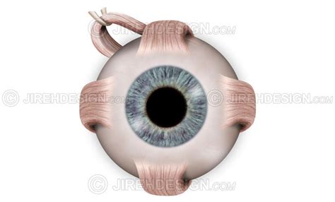 Extraocular Muscles Illustration Depicting External View Of Eyeball