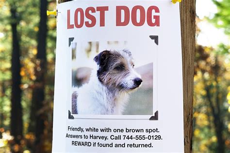 6 Tips On How To Find A Lost Puppy