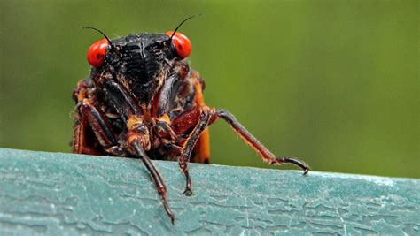 Cicadas Will Emerge Across Missouri In 2024 Heres What To Know