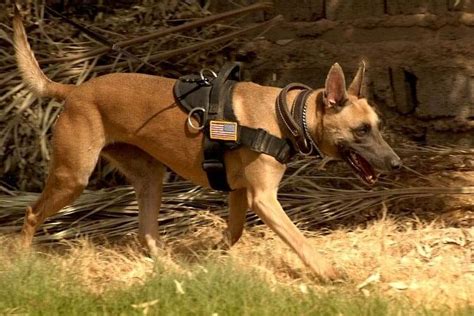 Police Dog Breeds √ K 9 Dog Types Roles And Classification What Police