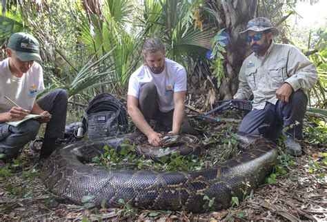 How Many Pythons Have Been Caught In Florida