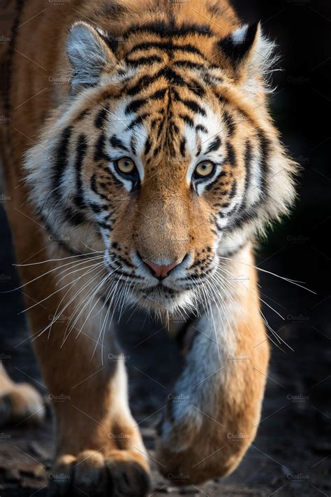 Close Up View Portrait Of A Siberian Siberian Siberian Tiger Animal