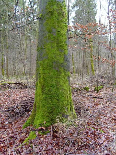 Free Picture Mossy Tree Trunk