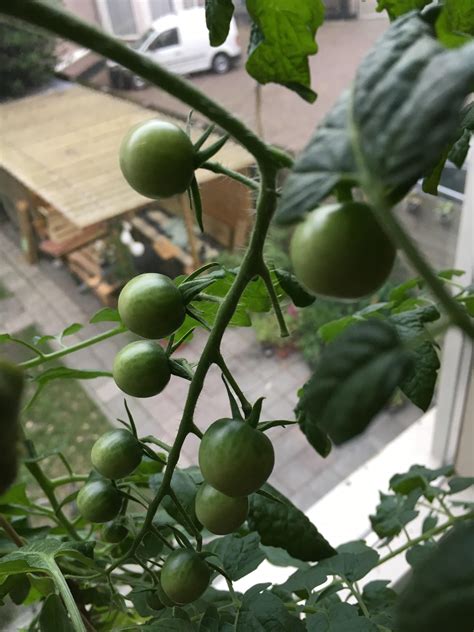 First Try Cherry Tomatoes On A Windowsill Rvegetablegardening