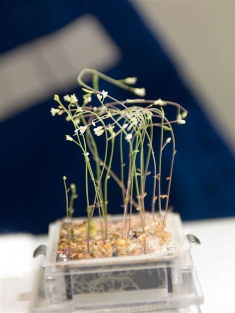 How Plants Deal With Space Travel Wired