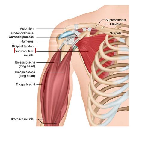 Supraspinatus Muscle Subscapularis Muscle Shoulder Anatomy Plane The