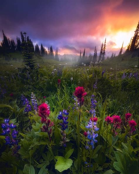 A Mountain Meadow Of Wildflowers At Sunrise On Mt Rainier Washington