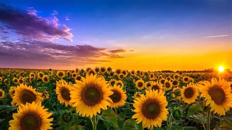 Sunflowers In The Sunrise Wallpaper Backiee