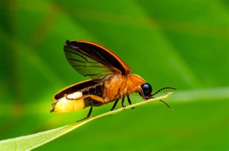 11 Things Lightning Bugsfireflies Like To Eat Most