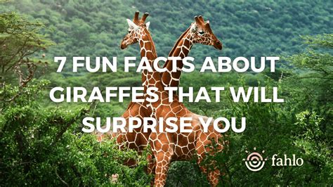 7 Fun Facts About Giraffes That Will Surprise You Fahlo