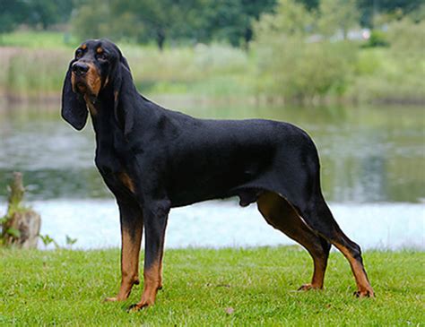 Life Span Of American English Coonhound