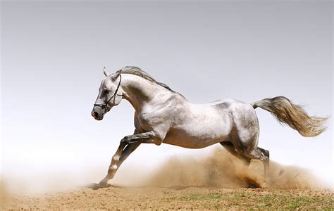 Hd Wallpaper White Horse Sand Animals Horses Dust Stallion