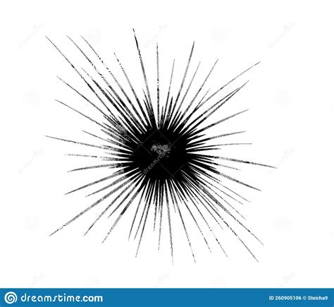 Engraving Of A Sea Urchin Graphic Illustration Of A Sea Urchin Stock