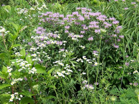 Wildflowers In Field Free Stock Photo Public Domain Pictures