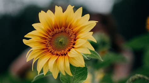 Download Wallpaper 1280x720 Sunflower Flower Field