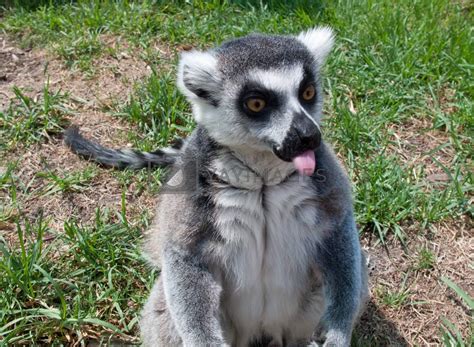 Royalty Free Image Lemur Sticking Its Tongue Out By Steheap