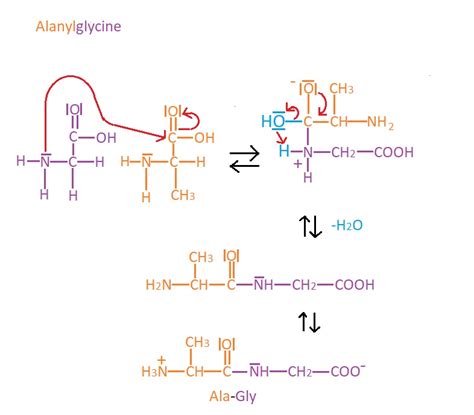 It often consists of 10 to 100 amino acid molecules and has the same method of connection as protein. Biochemie | E D U C A T I O N