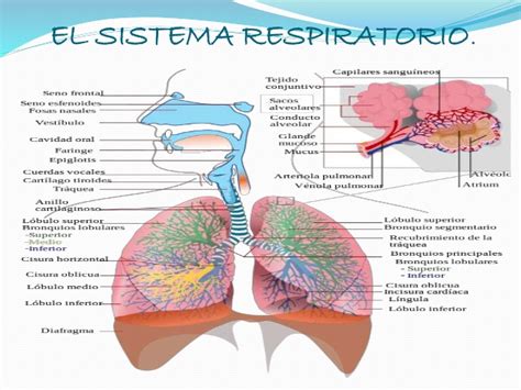 Sistema Respiratorio El Aparato Respiratorio O Sistema Respiratorio