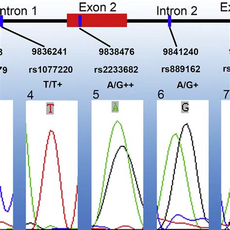 the gene information of pin1 and the genotypes of snp sequencing data download scientific