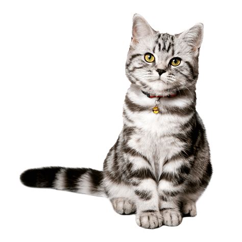 American Shorthair Cat Breed Information Guide Spot Pet Insurance