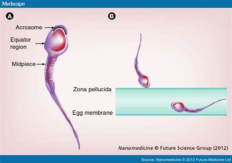 Nanoparticles And Spermatogenesis Hot Sex Picture